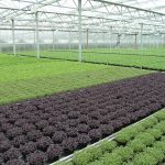 Go organic. We go ahead. - Klasmann-Deilmann