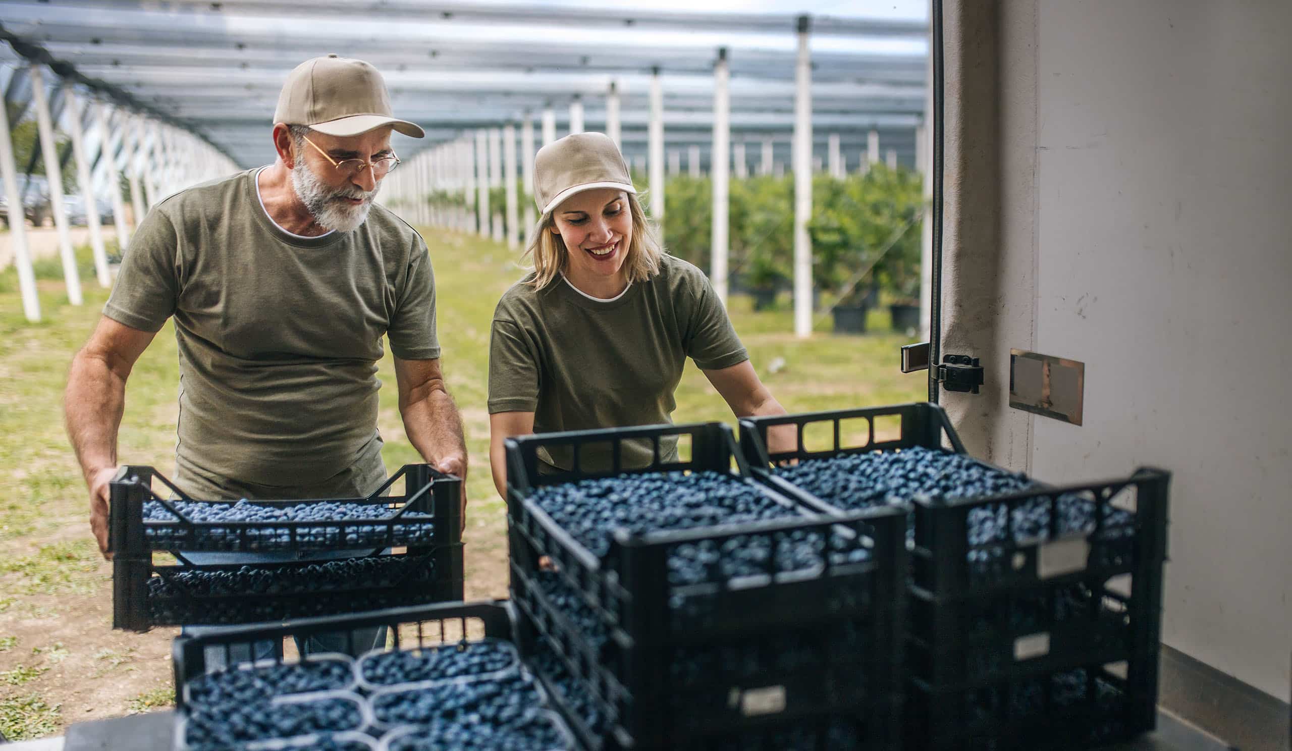 blueberry pickers load fresh blueberries into a vehicle blank