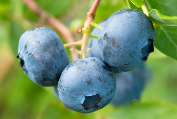 Blaubeeren blank