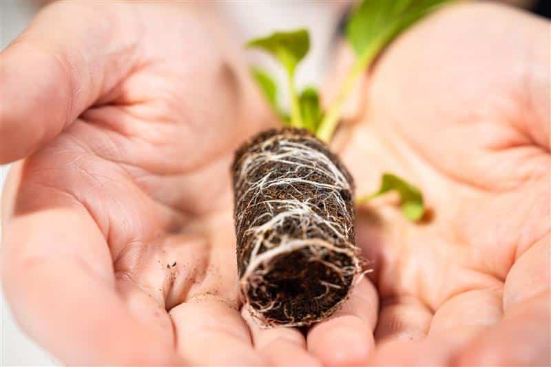 Growcoon_brown blank