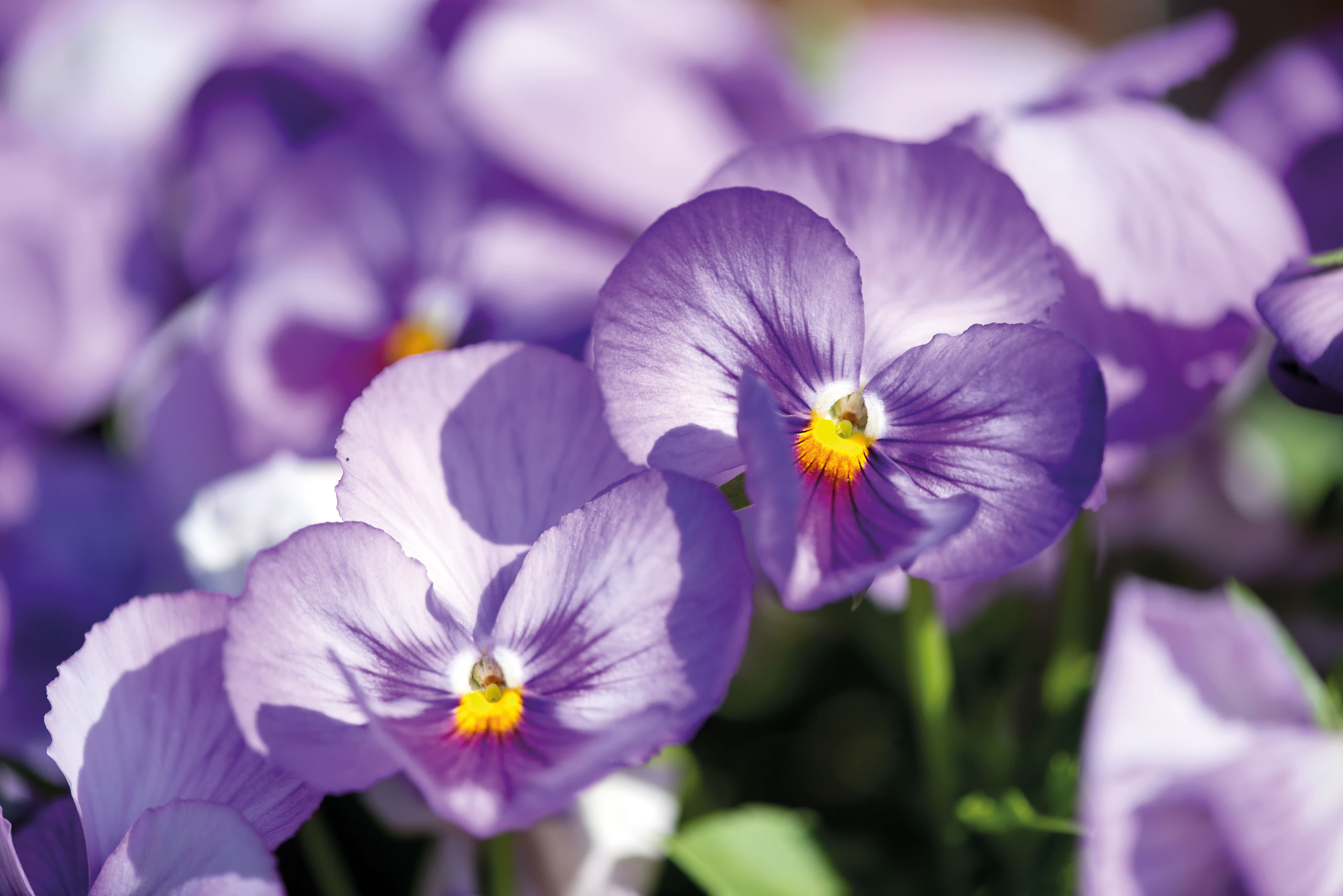 Bedding Plants Definition Geography