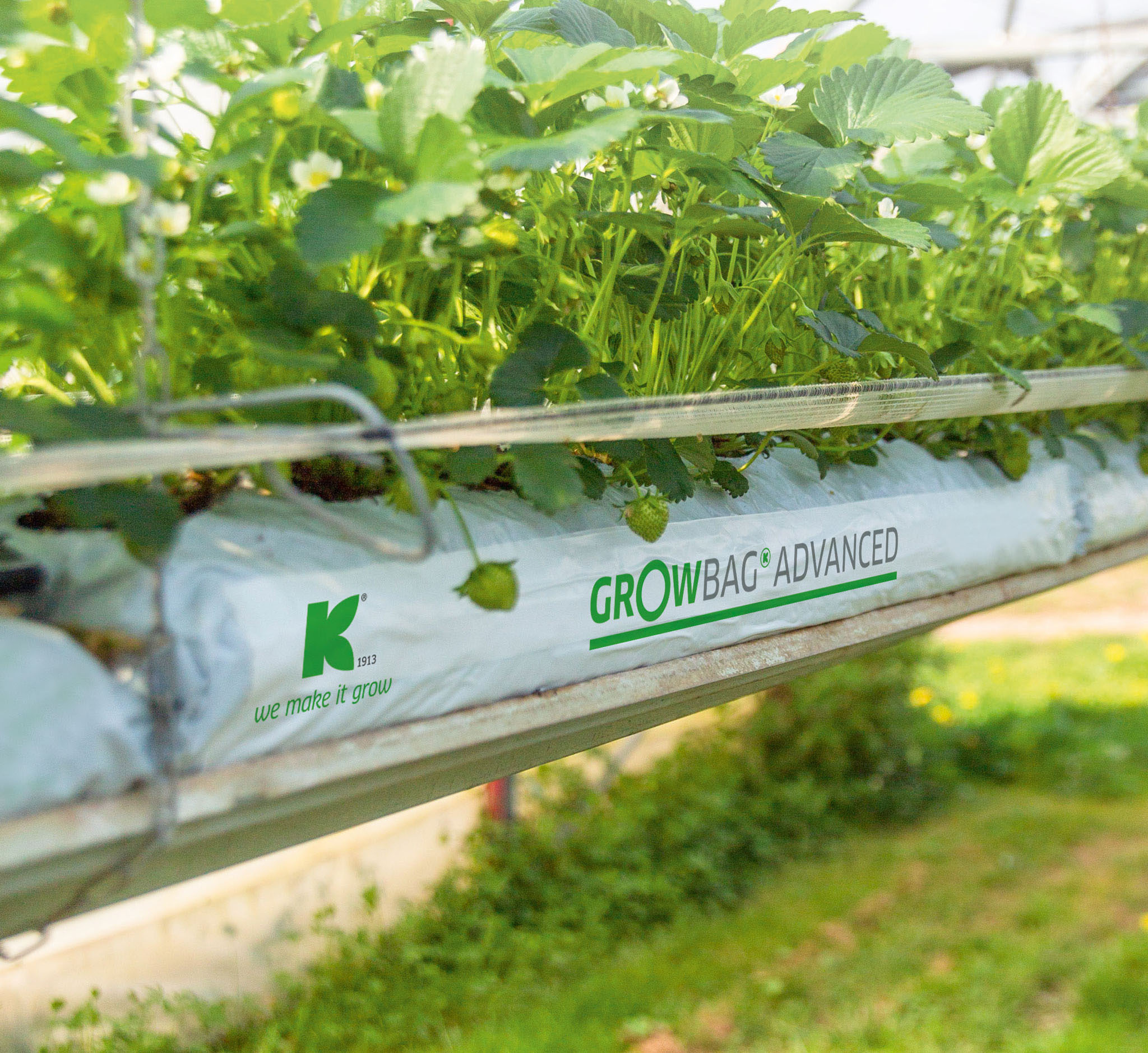 klasmann-deilmann_growbag_advanced_strawberries blank