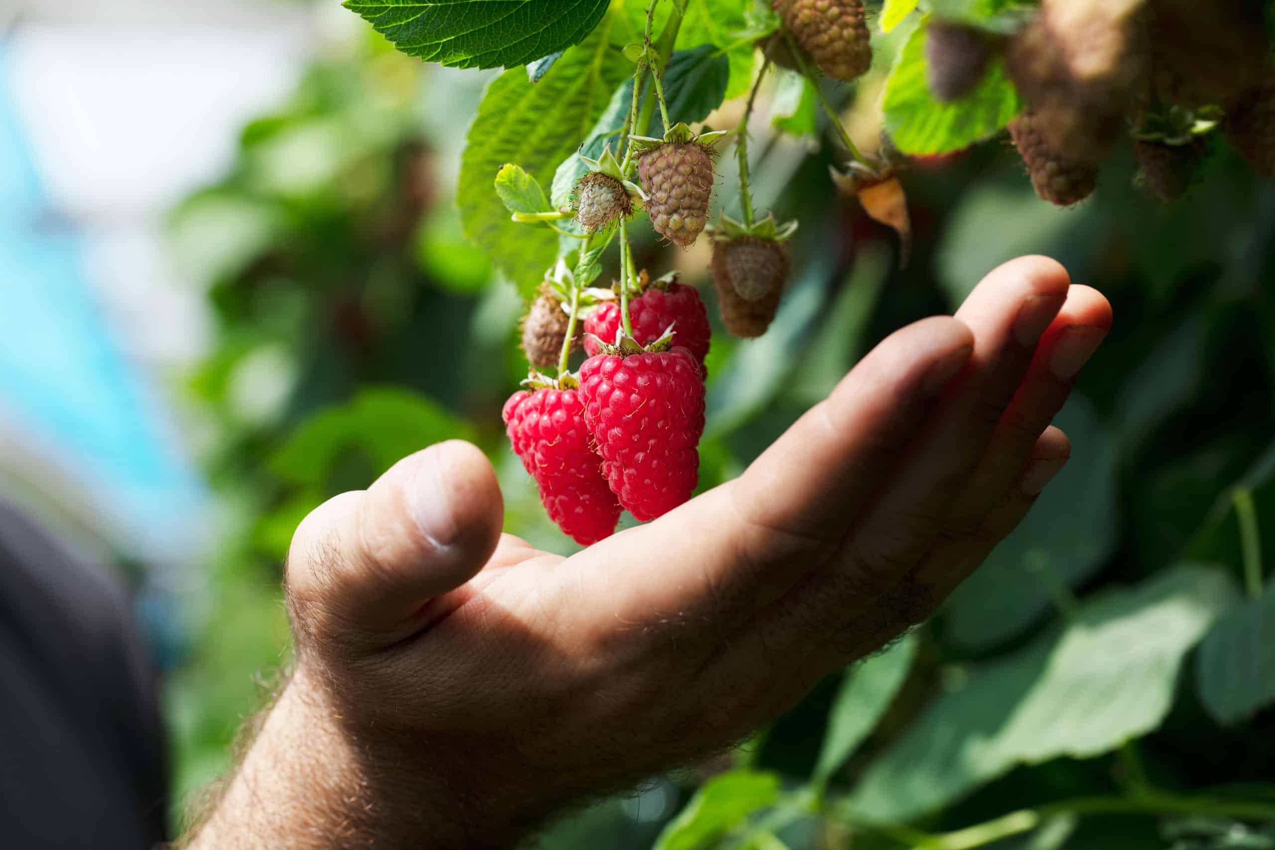 klasmann-deilmann_softfruits_raspberry_blackberry_fruit_production blank