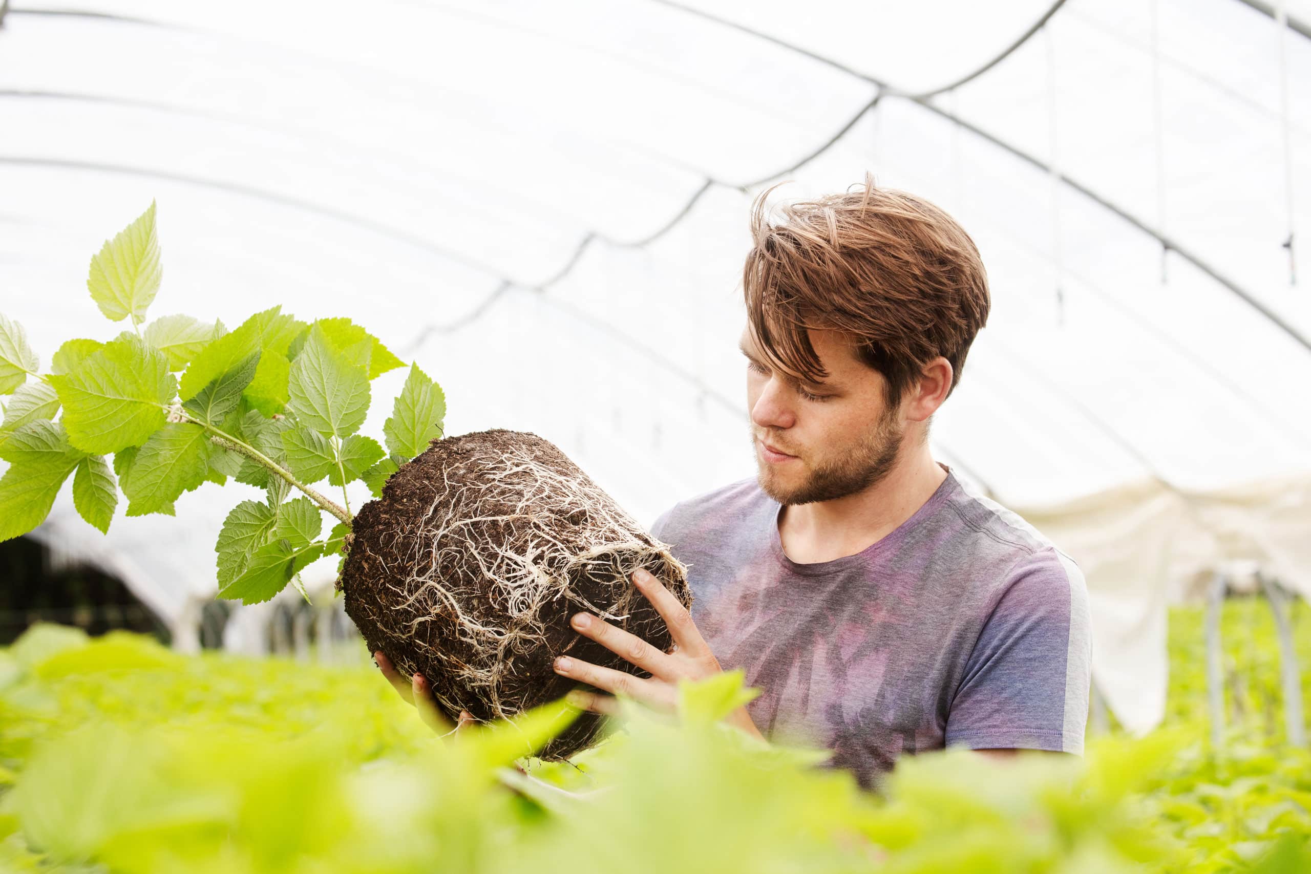 klasmann-deilmann_softfruits_raspberry_blackberry_fruit_production_advantages blank