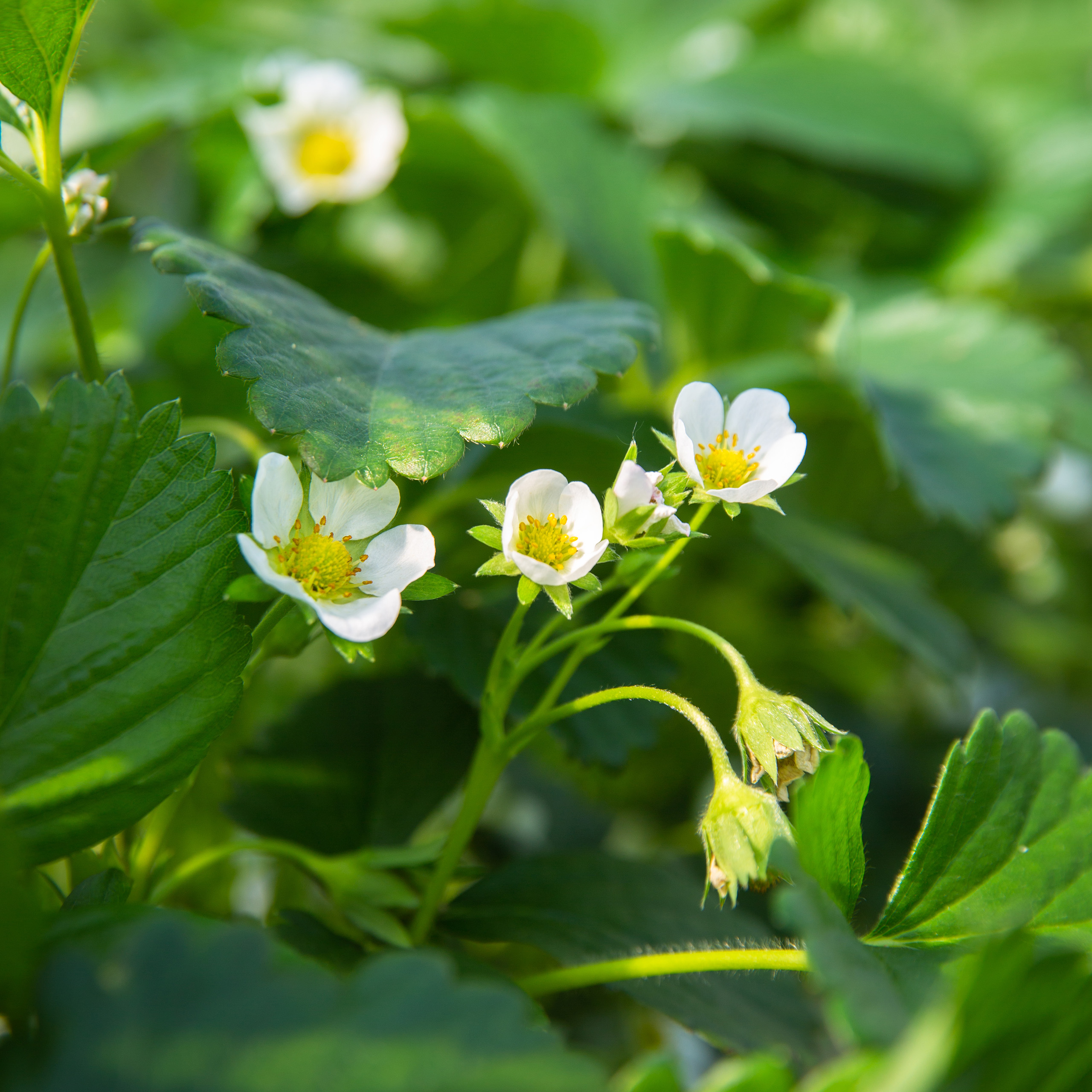 klasmann-deilmann_softfruits_strawberries_bloom blank