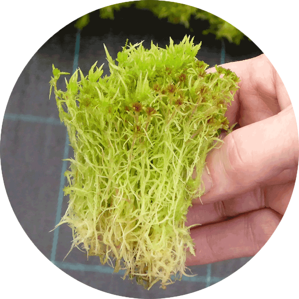 Sphagnum Peat Moss - China Sphagnum Moss, Moss